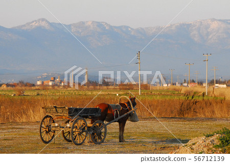Horses in a cart (Turkish Mediterranean Coast) Horses in a cart (Turkish Mediterranean Coast) 56712139