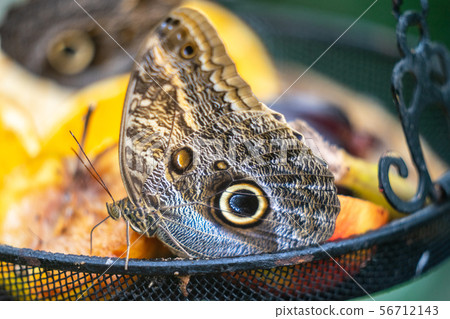Clipper butterfly, Parthenos sylvia, wings open, at rest on a butterfly feeder Clipper butterfly, Parthenos sylvia, wings open, at rest on a butterfly feeder 56712143
