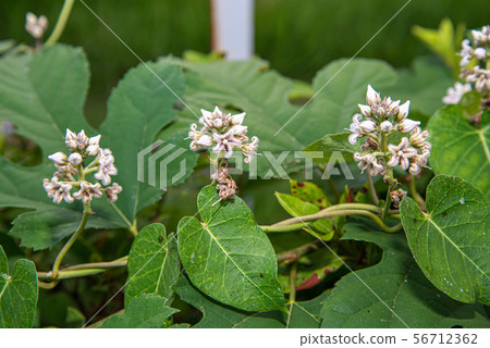 Potato flowers Potato flowers 56712362