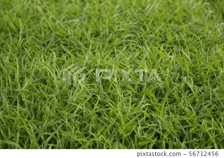 Planting Planting 56712456