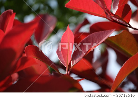 Benikaname Benikaname 56712510