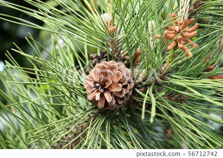 黑松男性花和pinecone 黑松男性花和pinecone 56712742
