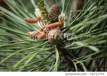 黑松男性花和pinecone 黑松男性花和pinecone 56712744