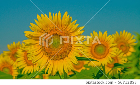 Sunflower 16: 9 56712855