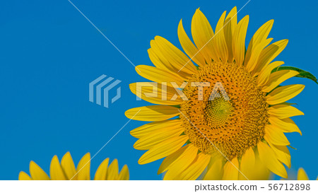 Sunflower 16: 9 Sunflower 16: 9 56712898