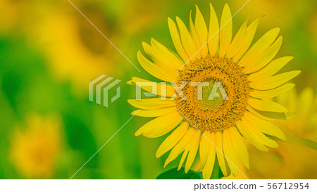 Sunflower 16: 9 56712954