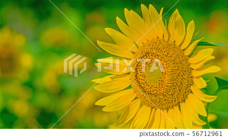 向日葵16：9 56712961