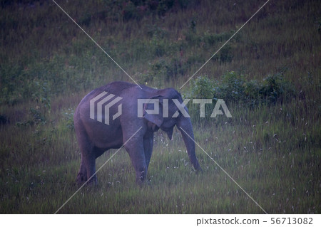 Adult Wild Asian elephant (Elephas maximus) or Asi Adult Wild Asian elephant (Elephas maximus) or Asi 56713082