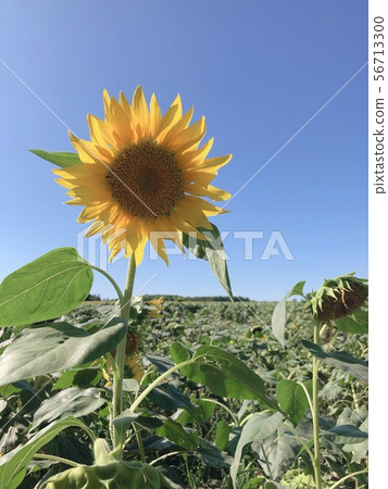 sunflower	 56713300