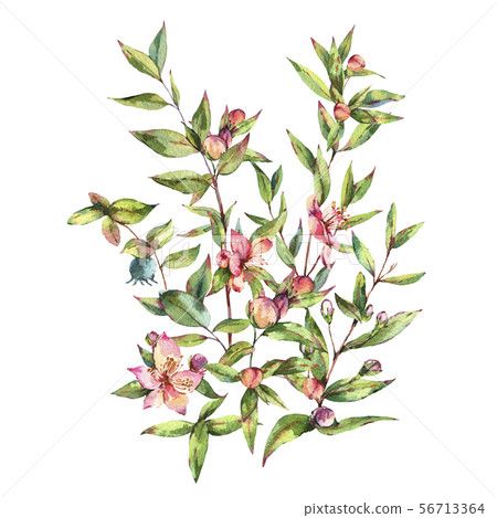 Watercolor Myrtle. Vintage Watercolor Greeting Watercolor Myrtle. Vintage Watercolor Greeting 56713364