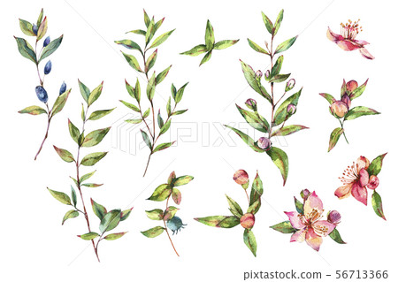 Watercolor Green Myrtle. Set of Vintage Watercolor Watercolor Green Myrtle. Set of Vintage Watercolor 56713366