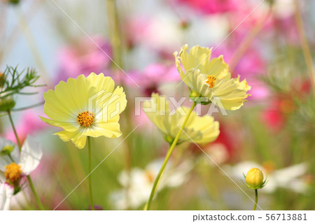  宇宙領域 56713881