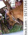 Thai cows are eating grass in the farmer's fields 56713964