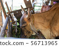 Thai cows are eating grass in the farmer's fields 56713965