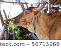 Thai cows are eating grass in the farmer's fields 56713966