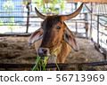 Thai cows are eating grass in the farmer's fields 56713969