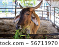 Thai cows are eating grass in the farmer's fields 56713970