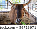Thai cows are eating grass in the farmer's fields 56713971