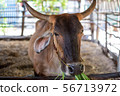 Thai cows are eating grass in the farmer's fields 56713972