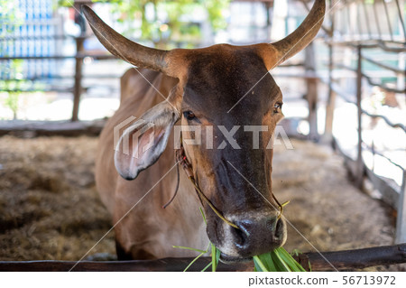Thai cows are eating grass in the farmer's fields Thai cows are eating grass in the farmer's fields 56713972
