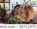 Thai cows are eating grass in the farmer's fields 56713973