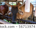 Thai cows are eating grass in the farmer's fields 56713974