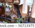Thai cows are eating grass in the farmer's fields 56713975