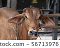 Thai cows are eating grass in the farmer's fields 56713976