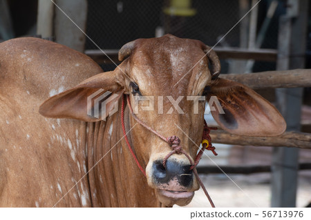 Thai cows are eating grass in the farmer's fields Thai cows are eating grass in the farmer's fields 56713976