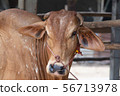 Thai cows are eating grass in the farmer's fields 56713978