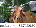 Thai cows are eating grass in the farmer's fields 56713980