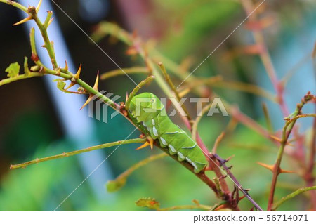 Butterflies Larvae 56714071