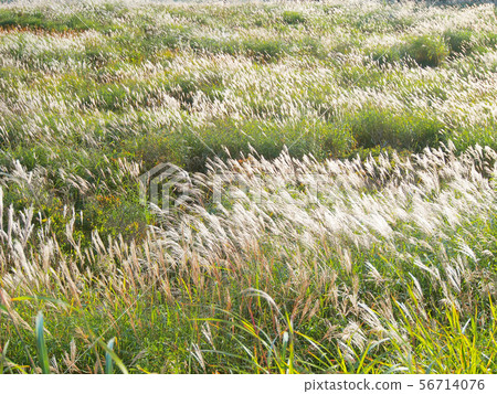 Silvery grassland Silvery grassland 56714076