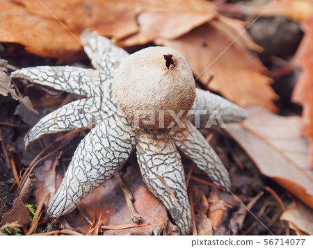 Strange plant Strange plant 56714077