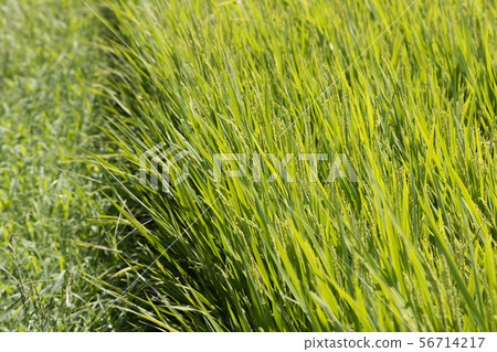 Beautiful rice that has begun to grow Beautiful rice that has begun to grow 56714217