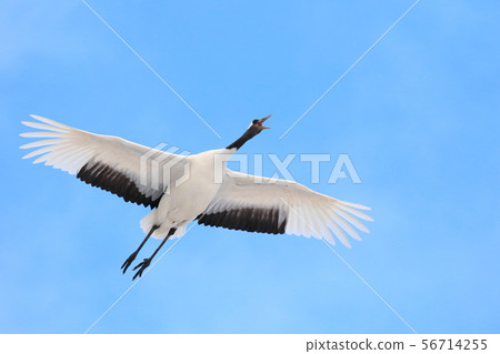丹頂鶴 丹頂鶴 56714255