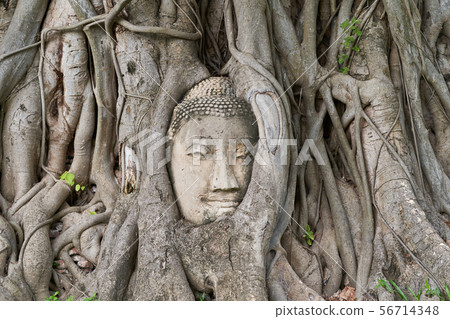 Wat Mahathat Ayutthaya 56714348