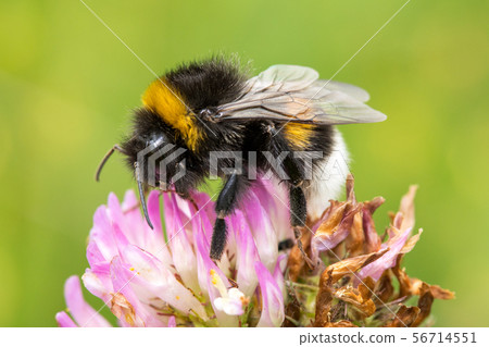 Bumblebee is pollinating pink clover Bumblebee is pollinating pink clover 56714551