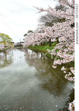 Cherry blossoms at Tsuruoka Park (Yamagata Prefecture) 56715017