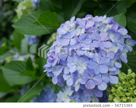 Light blue hydrangea 1 56715365