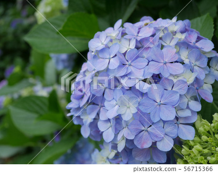 淺藍色繡球花2 淺藍色繡球花2 56715366