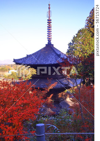 Changrakuji (Hunan City, Shiga Prefecture) Autumn leaves in the precincts 56715724