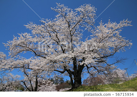 春天Kasumigajo公園(日本松島市福島縣) 春天Kasumigajo公園(日本松島市福島縣) 56715934