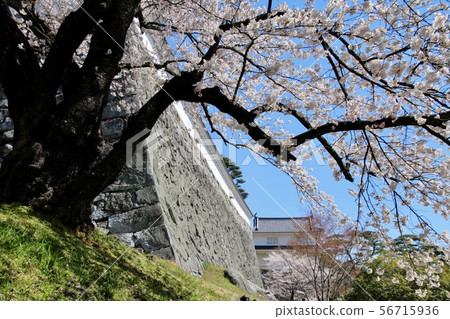 春天Kasumigajo公園（日本松島市福島縣） 56715936