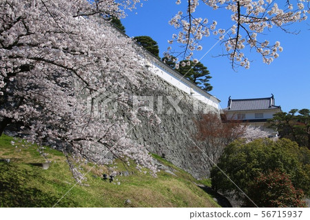 春天Kasumigajo公園(日本松島市福島縣) 春天Kasumigajo公園(日本松島市福島縣) 56715937