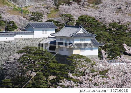Spring Kasumigajo Park (Fukushima Prefecture, Nihonmatsu City) 56716018