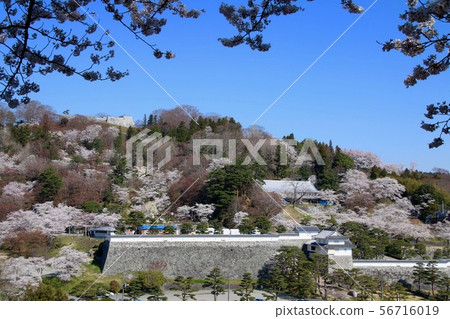 Spring Kasumigajo Park (Fukushima Prefecture, Nihonmatsu City) 56716019