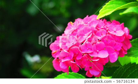 繡球花 繡球花 56716134