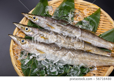 Kamus魚 Kamus魚 56716480