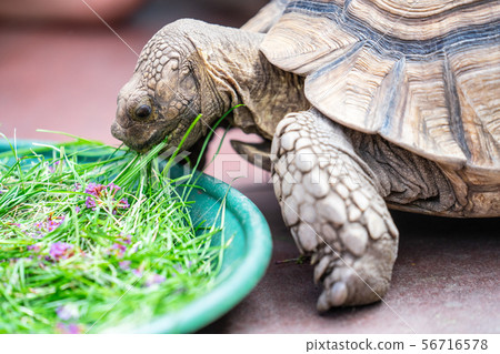 Kids feeding turtle in EDINBURGH BUTTERFLY and INSECT WORLD.Selected focus 56716578